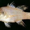 Image of Eightspine cardinalfish