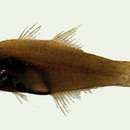 Image of Fragile glassfish
