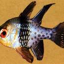 Image of Pajama Cardinalfish