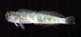 Image of Blue-spotted blenny