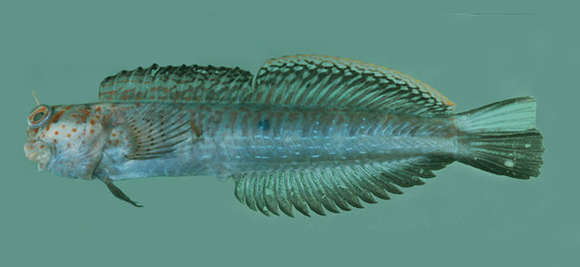 Blenniella resmi