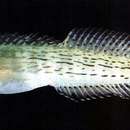 Image of Dashed-line blenny