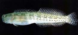 Image of Dashed-line blenny