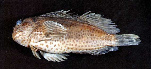 Image of Dusky spotted blenny