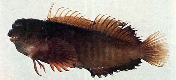 Image of Barred Blenny