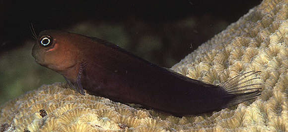 Image of Bicolor Blenny