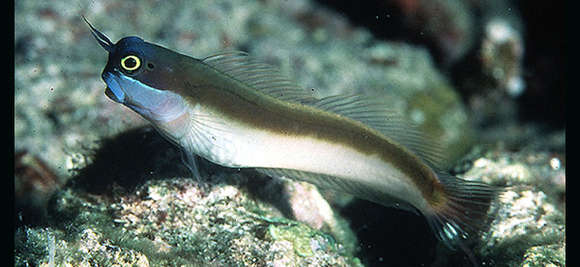 Image of Java combtooth-blenny