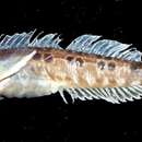 Image of Coral blenny