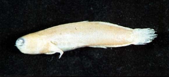 Image of Yaeyama coralblenny