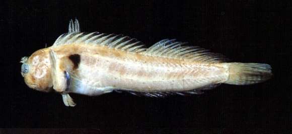 Image of Barred-tail rockskipper