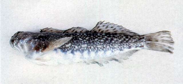 Imagem de Entomacrodus epalzeocheilos (Bleeker 1859)
