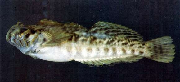 Image of Entomacrodus