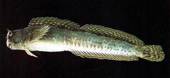 Image of Istiblennius