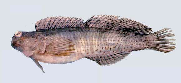 Image of Istiblennius