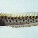 Image of Multispotted blenny