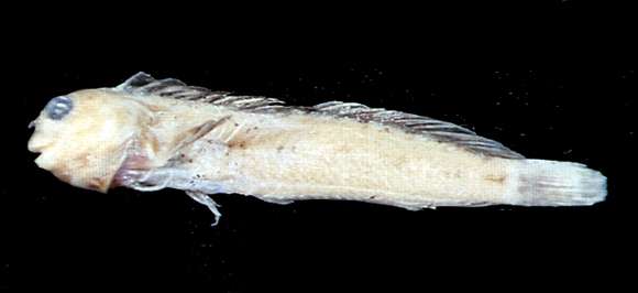 Imagem de Mimoblennius