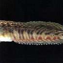 Image of Japanese Blenny