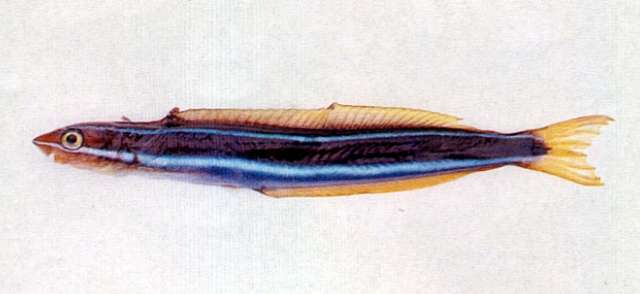 Plancia ëd Plagiotremus
