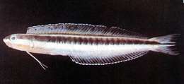 Image of Plagiotremus