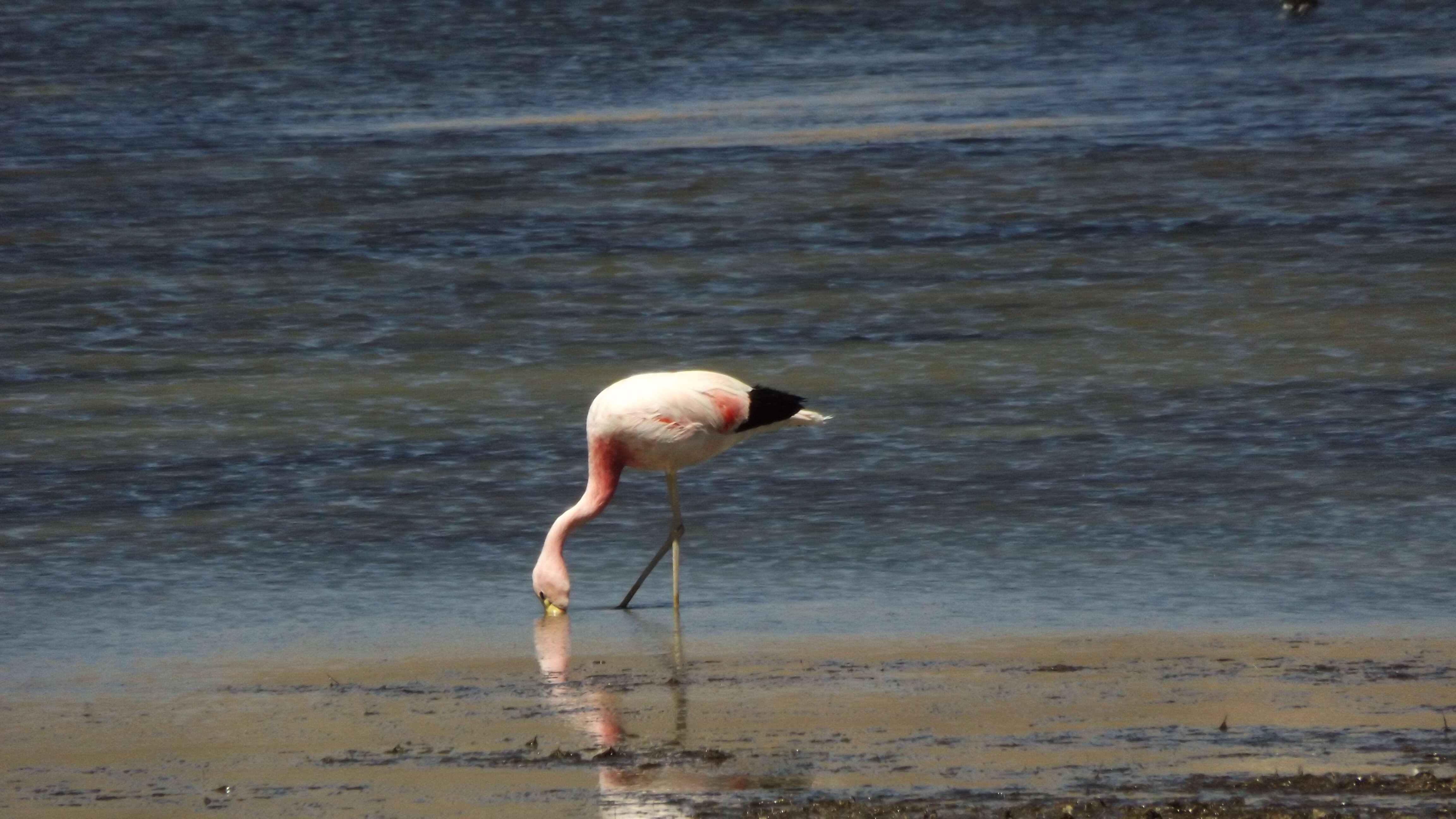 Imagem de Phoenicoparrus Bonaparte 1856