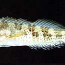 Image of Maned Blenny