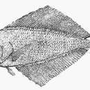 Image of Fanfish