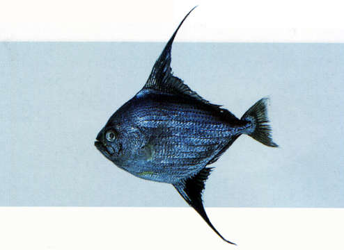 Image of Taractichthys