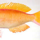 Image of Yellowsail red bass