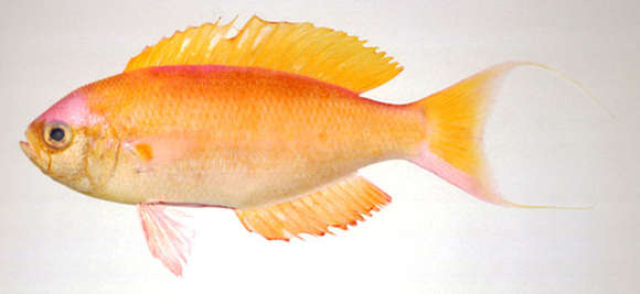 Imagem de Callanthias