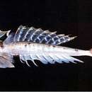 Image of Dragonet