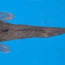 Image of Japanese highfin deepwater dragonet