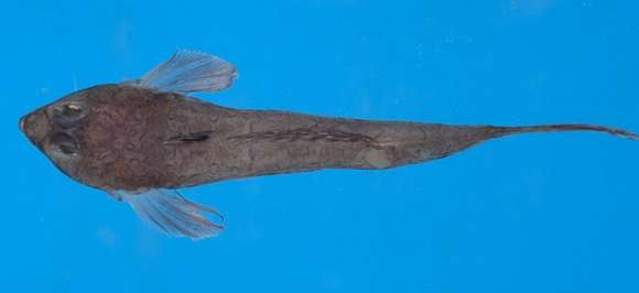 Image of Japanese highfin deepwater dragonet