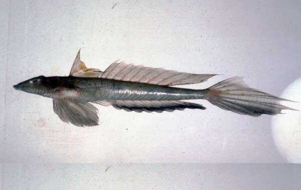 Imagem de Callionymus curvicornis Valenciennes 1837