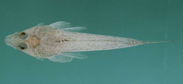 Image of Hinds&#39; dragonet