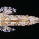 Imagem de Callionymus pleurostictus Fricke 1982