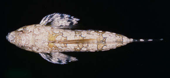 Image of Blue-spotted ruddertail dragonet