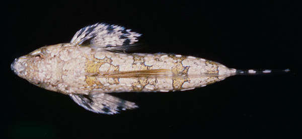 Imagem de Callionymus pleurostictus Fricke 1982