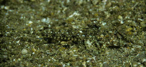 Image of Jolo dragonet