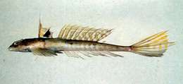 Imagem de Callionymus valenciennei Temminck & Schlegel 1845