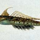 Image of Japanese fold dragonet