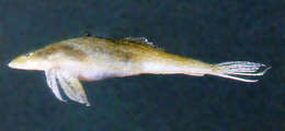 Image of Repomucenus