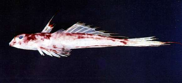 Image of Deland&#39;s stinkfish