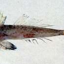 Image of Grinnell’s dragonet