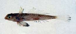 Image of Grinnell’s dragonet