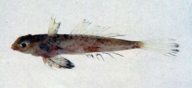 Image of Grinnell’s dragonet