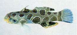 Image of black and white dragonet