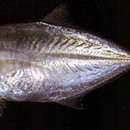 Image of Banded scad