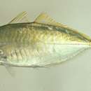 Image of yellowtail scad