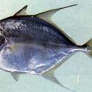 Image of Coastal trevally