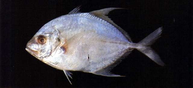 Image of Longnose trevally